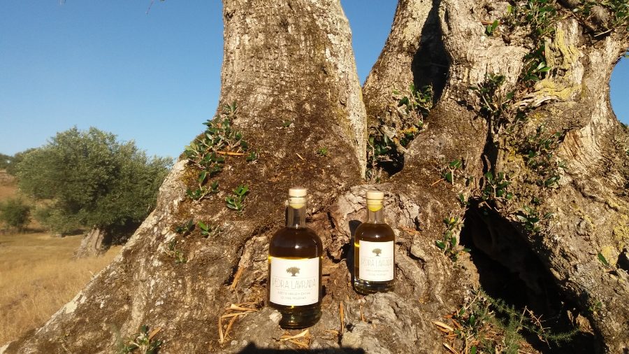 Pedra Lavrada - Olival Milenar