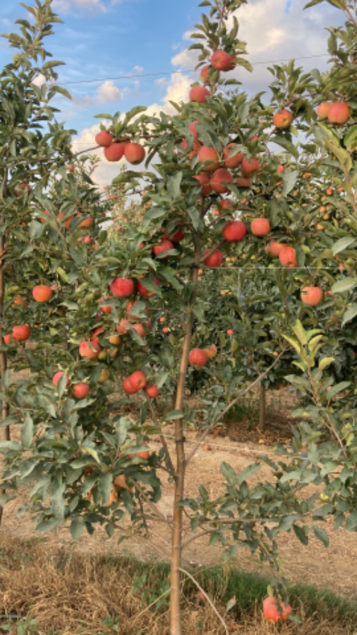 Apple King